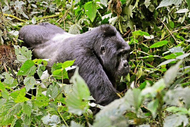 4 DAYS BWINDI AND MGAHINGA DOUBLE GORILLA TREKKING TOUR