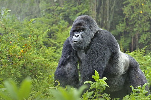 6-Days Uganda Safari