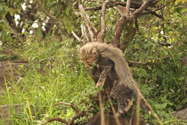 3 DAYS KIDEPO FLYING SAFARI