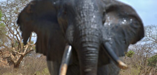 MERU NATIONAL PARK