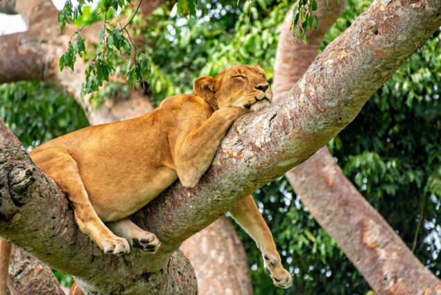 3 DAYS QUEEN ELIZABETH NATIONAL PARK SAFARI.