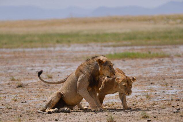 7-Day Governor's Unconventional Safari (Kenya)