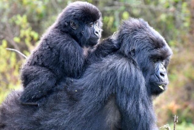 7-Day Uganda Safari