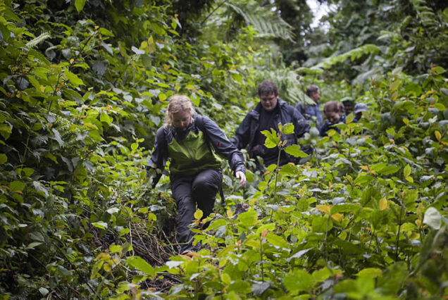 4 Days Mgahinga Gorilla & Golden Monkey Safari