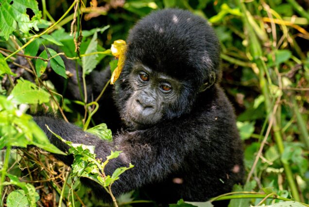 3 Days Bwindi Gorilla trekking and Lake Bunyonyi Tour