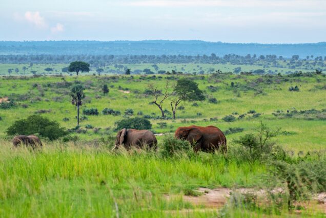 Queen Elizabeth National Park: 4-Day Wildlife Safari (Mid-Range Retreat)