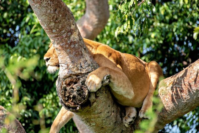 4 DAYS MURCHISON FALLS NP TOUR