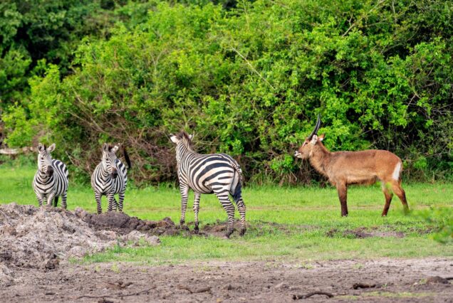 3 DAYS LAKE MBURO NATIONAL PARK SAFARI