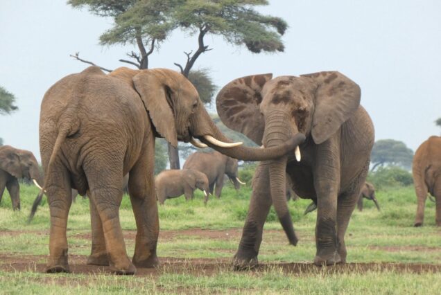 9-Day Radiant Africa Adventure (Tanzania)