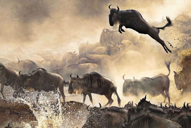 Serengeti Migration Safari: 5-Day Wildebeest Adventure