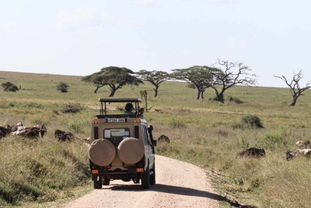 The Shimmering 8-Day Tanzania Safari